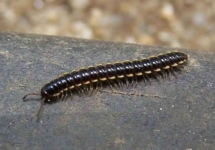 马陆是益虫还是害虫,千足虫的臭味会中毒吗