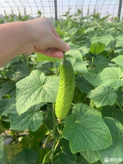 产地 山东省青岛市平度市 长度 15~25cm 品种名 旱黄瓜