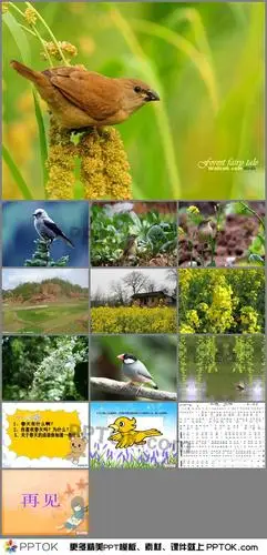 幼儿园大班音乐小鸟小鸟ppt课件