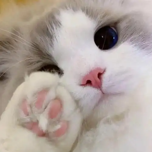 头像丨超级可爱的萌宠头像