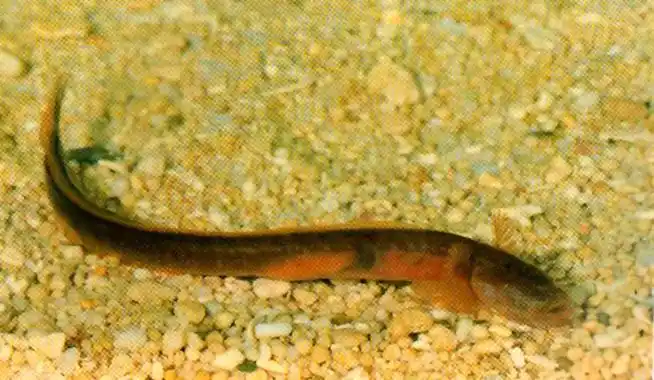 p>须鳗鰕虎鱼, i>taenioides cirratus  /i>(blyth, 1860),是 a href