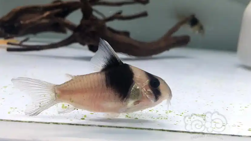 【鼠鱼】有幸收到鱼友养定两年的超级双色鼠