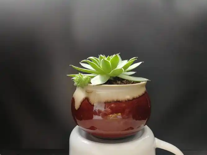 多肉盆栽的照片档案