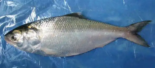 原创市售鲥鱼不是真的曾经的长江三鲜之首无法挽回命运