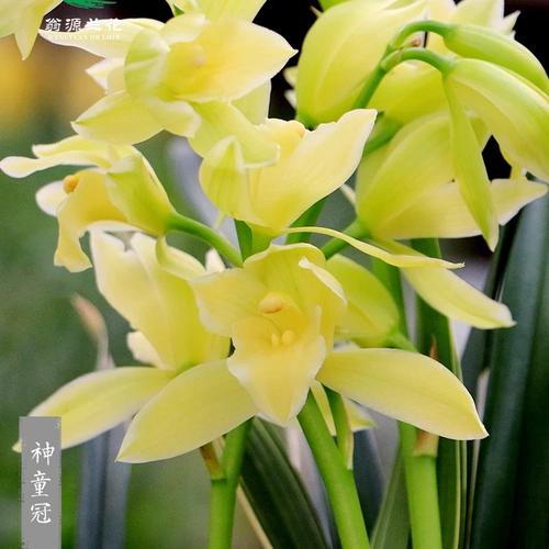 翁源兰花苗带金边建兰神童冠好养室内办公台面阳台绿植花卉原盆栽