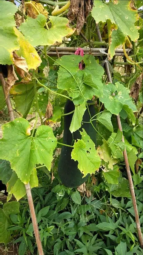 看看冬瓜蔓里有什么?