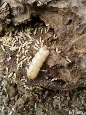 澧县白蚁防治公司之发现白蚁的蚁患时应注意什么