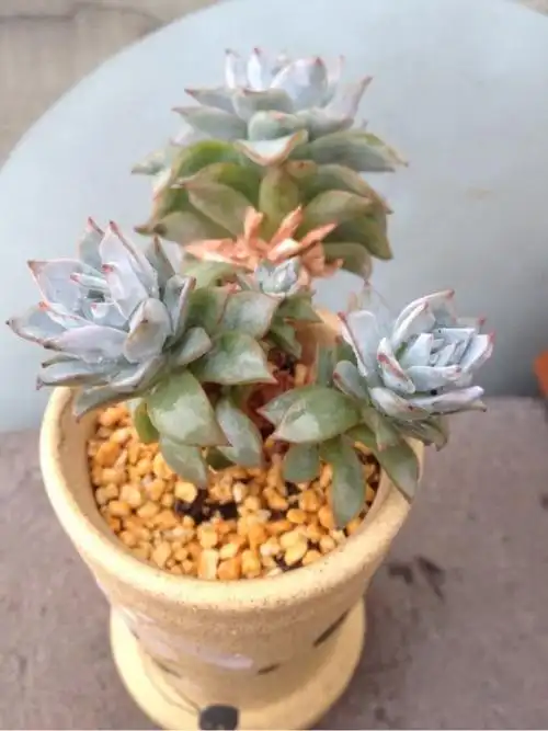 薄叶蓝鸟老桩,厚叶蓝鸟老桩