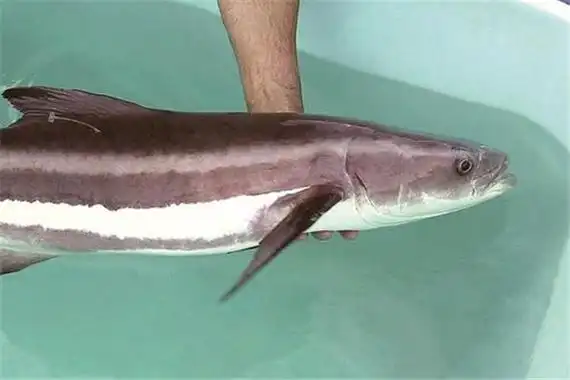 海鲡是一种什么鱼典型的价格高昂的鱼营养价值高