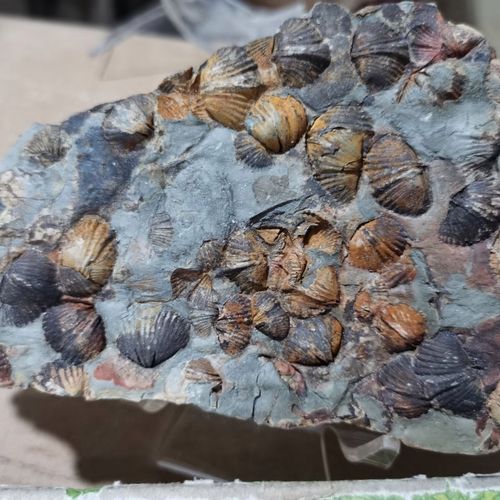 东方石燕古生物化石标本摆件