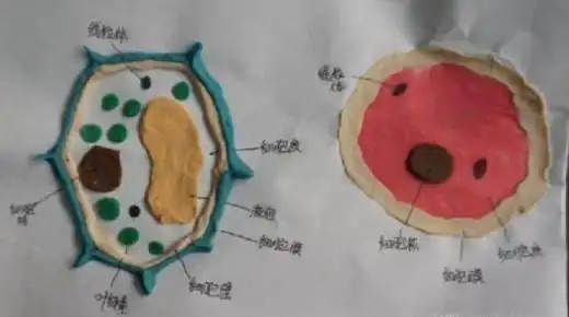 橡皮泥做的植物细胞模型和动物细胞模型.橡皮泥做的细胞结构.