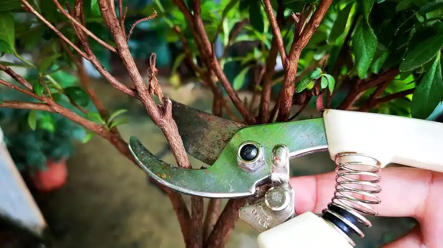 修剪杜鹃花,这7种枝条是"必剪枝",别漏剪了