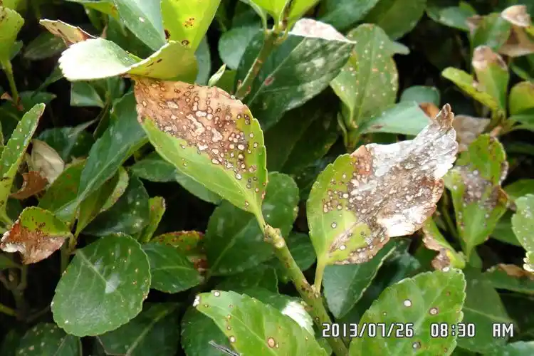 大叶黄杨褐斑病.