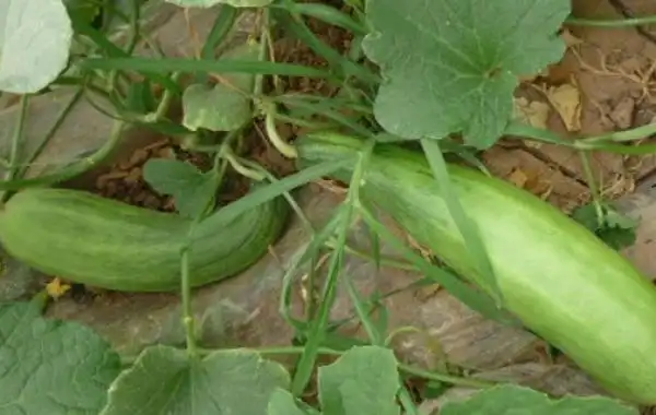 牛角蜜甜瓜的种植技术