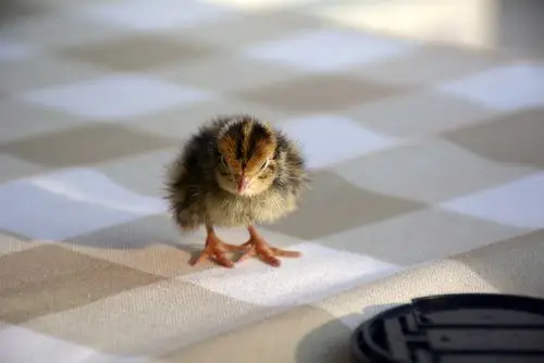 鹌鹑(宠物/动物)20160404