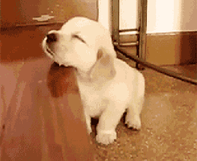 简直跟我小时候一个样哒~打瞌睡打瞌睡,让你打,掉地上了吧~感觉这只