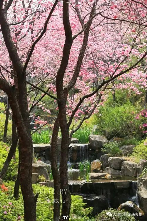 大理古城看樱花,山水间的樱花谷,就是一个不错的地方!