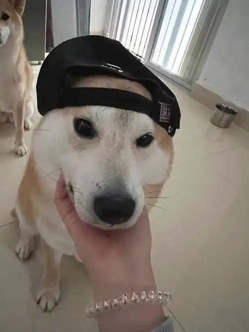 从狗变成狗贼只需要一步