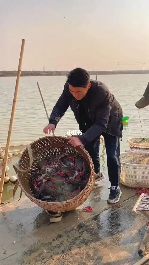 自家养殖的梭子蟹