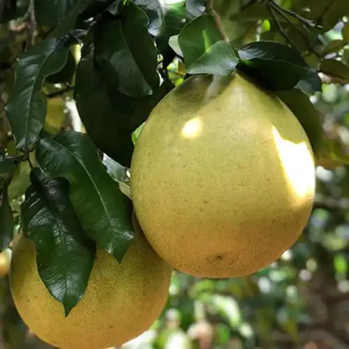 西双版纳傣柚 原始森林自然生长 新鲜发售