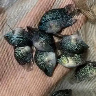 罗汉鱼鱼活体起头大红马观赏鱼小鱼好养活招财淡水麒麟包发色麒麟罗汉