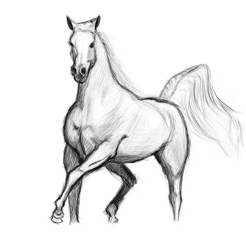 手绘习作(马)