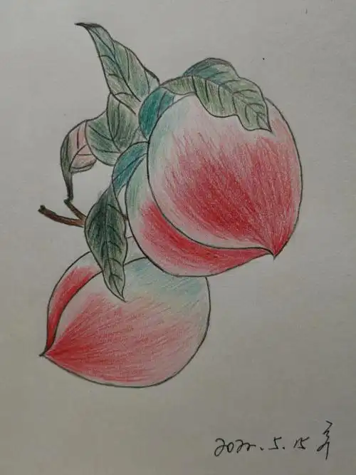 第3次彩铅画打卡临摹桃子附教程
