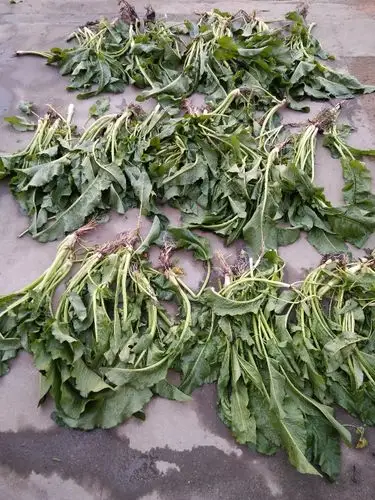 鲜野生土大黄金不换图片