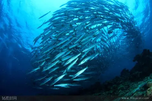 关键词:保持队形锥形鱼群银白色的鱼带鱼海洋海底世界鱼群海底摄影