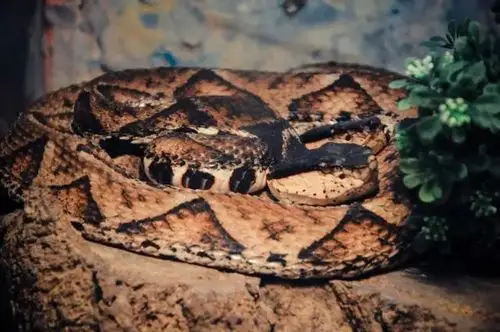 想打个猎进山便有,三福村附近却连只飞鸟走兽也没有,想要打个野兔野鸡