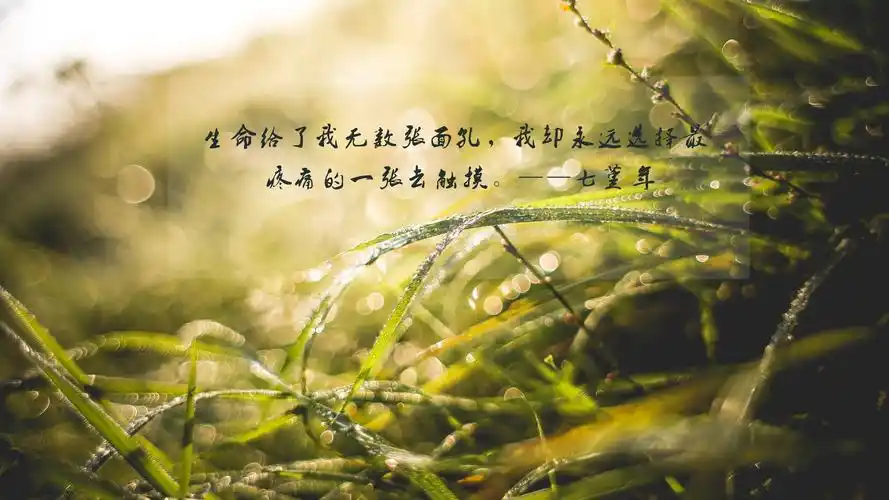 七堇年经典文艺语录大全