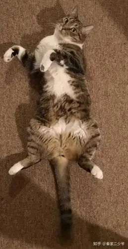 猫咪仰面朝天睡是表达信任了吗?