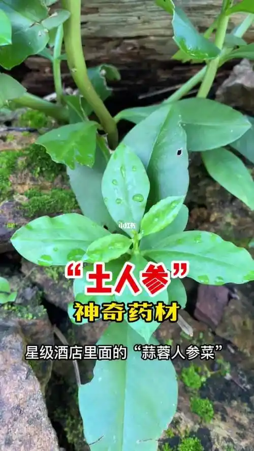 植物科普   #知识科普   #植物   #药用植物   #土人参