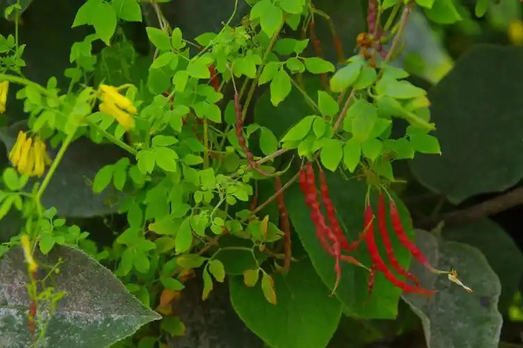 山野寻奇扭果紫金龙