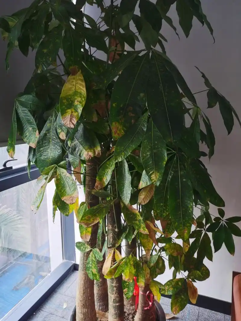 发财树叶子发黄的原因和处理办法如下一原因1温度不当它喜高温环境,耐