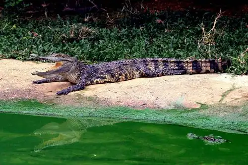 (海南行)…咖啡谷 鳄鱼谷