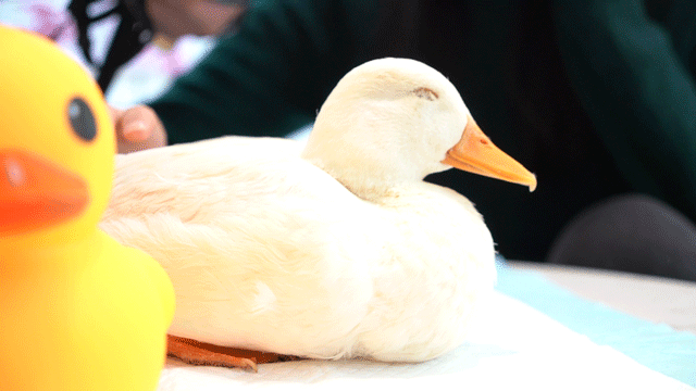 店内的头牌非"香奈儿"莫属一言不合就大笑就是它的特点嘎嘎笑声在店内