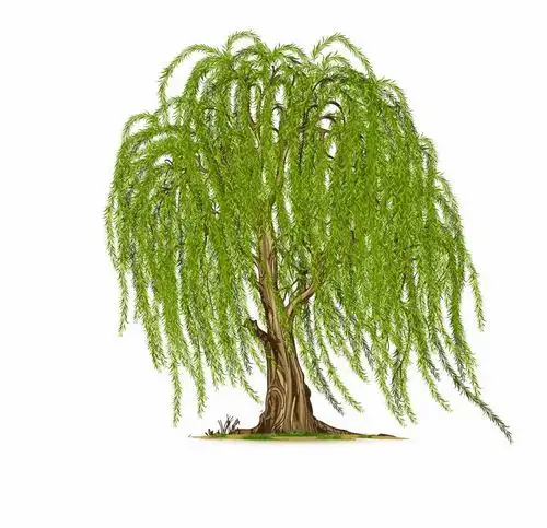 一棵随风飘扬的柳树大树png图片免抠矢量素材