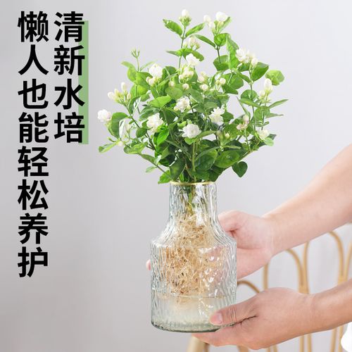 水培茉莉花室内好养活四季开花水培植物盆栽带花苞办公室驱蚊神器