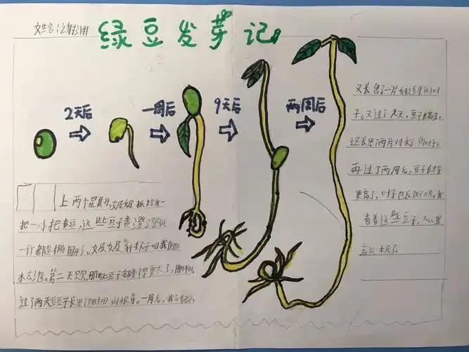 豆芽成长记———实验小学三(6)班观察豆子发芽活动