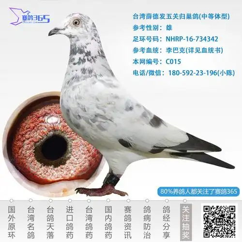 台湾名家鸽五关归巢鸽_赛鸽资讯网商城