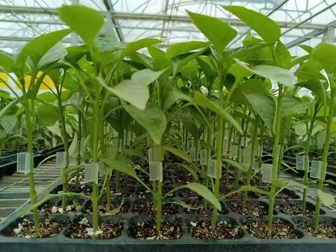 图为该育苗中心培育的辣椒苗.(受访者供图)
