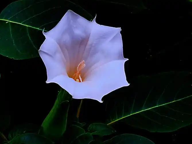 毛曼陀罗花【首发】