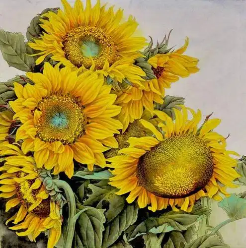 【李墨竹工笔画作品欣赏- --- 向日葵 】