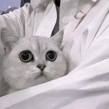 男头抱猫部位图片,男生头像图片