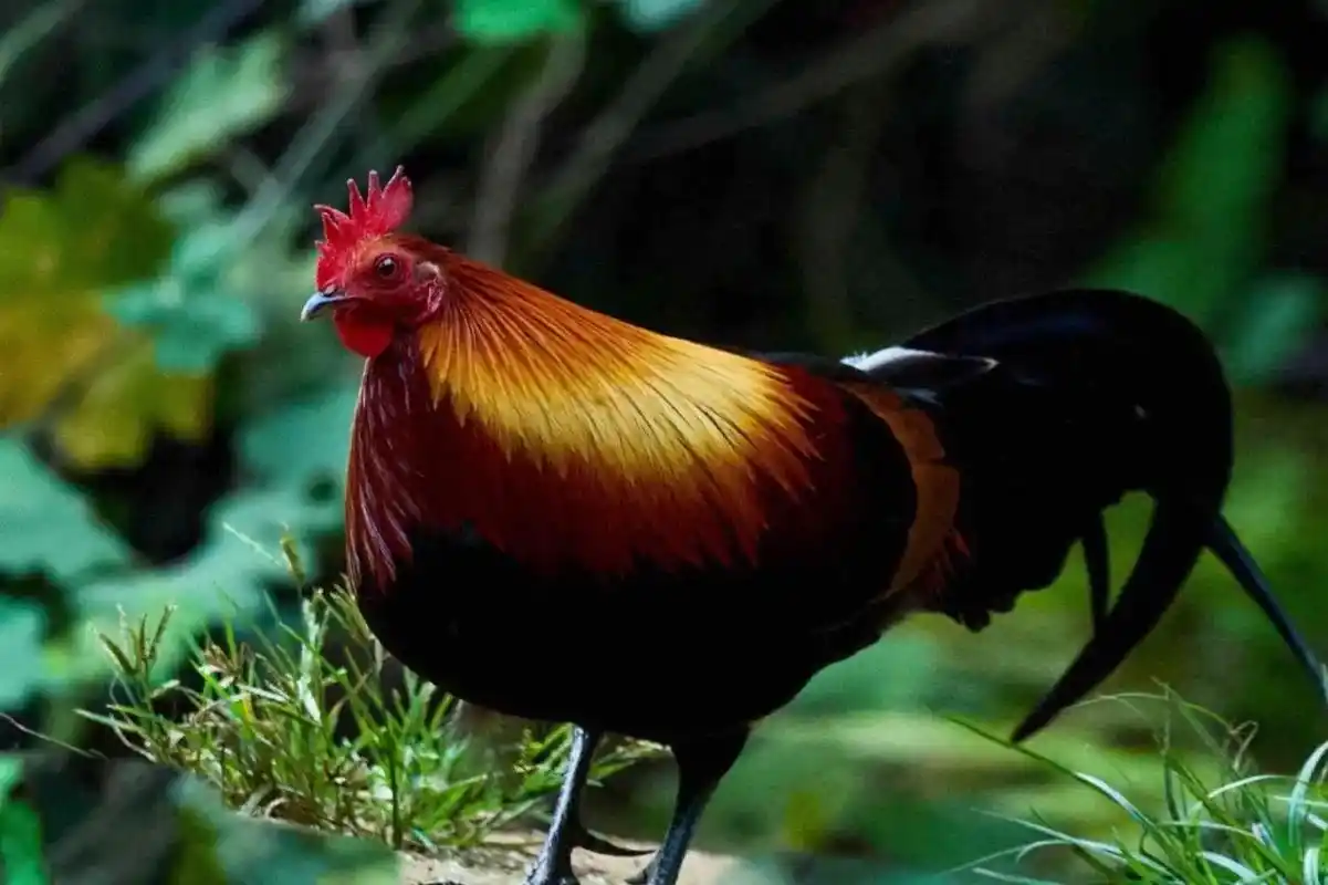 红原鸡—国家重点保护野生动物二级  腊月二十三,小年福连天, - 抖音