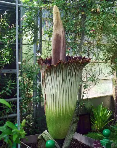 法国展出世界最臭的尸花