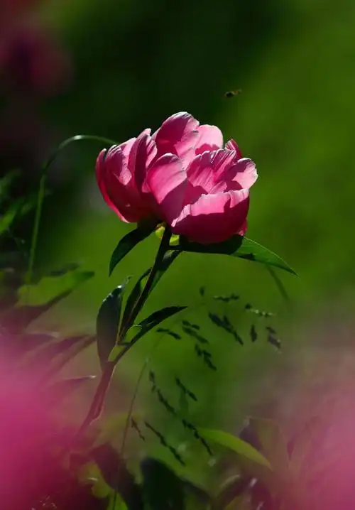 妩媚动人【心花怒放】(郑州)