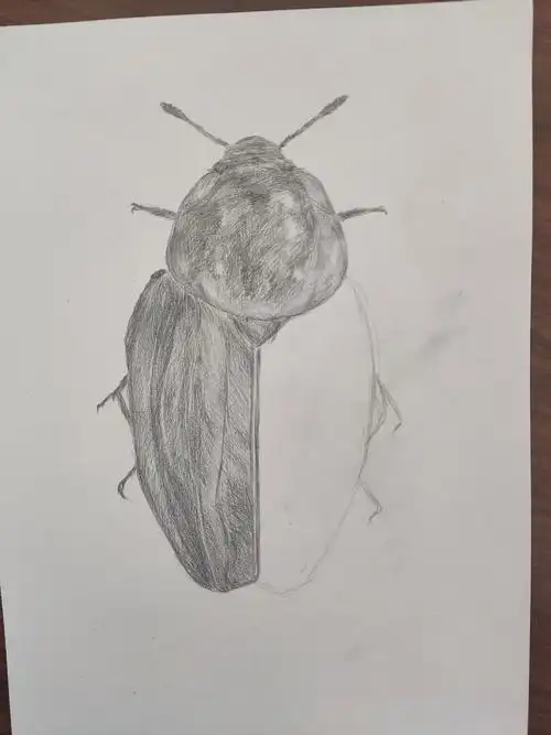 手绘——素描大甲虫一只