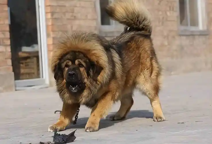 藏獒:看不起我?_狗狗_kg_高原地区